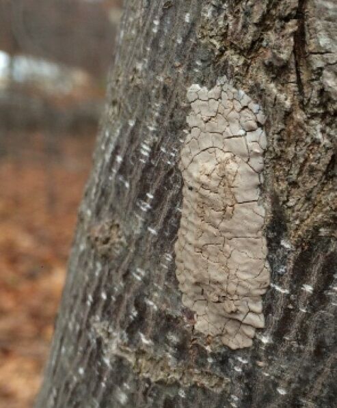Lanternfly nest